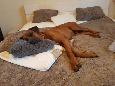 Hundetreffen-Spaziergang u toben-Bild