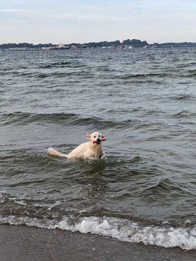 Wo sind die Golden Retriever Liebhaber?-Beitrag-Bild