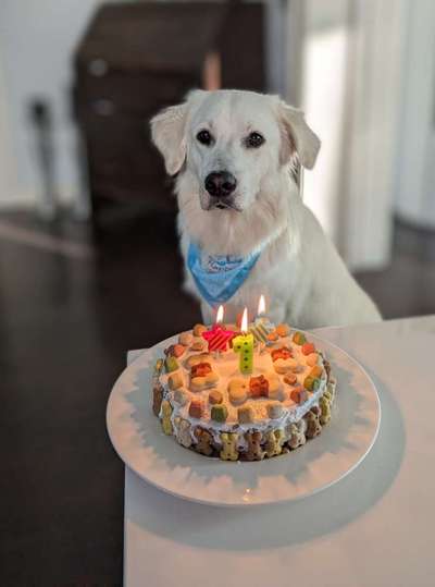 Wo sind die Golden Retriever Liebhaber?-Beitrag-Bild