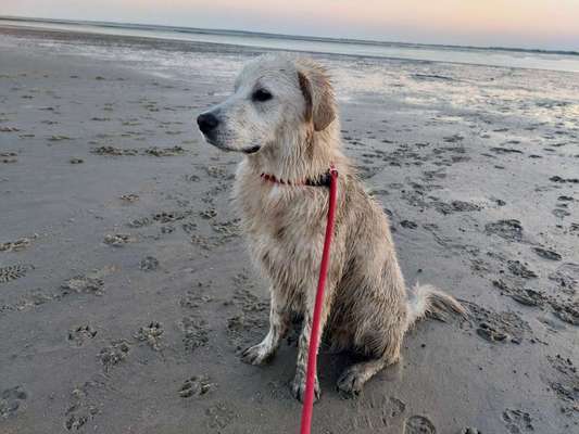 Wo sind die Golden Retriever Liebhaber?-Beitrag-Bild