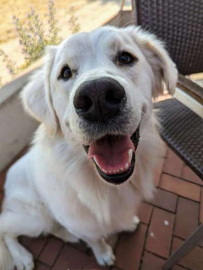 Wo sind die Golden Retriever Liebhaber?-Beitrag-Bild