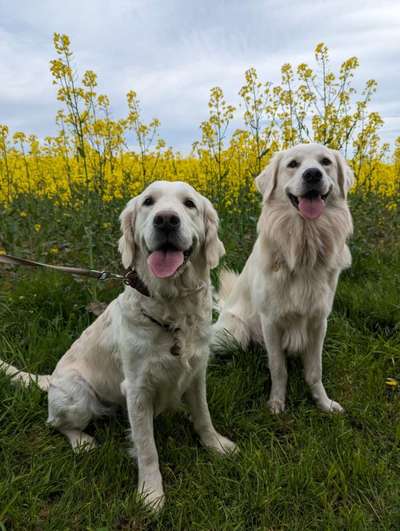 Wo sind die Golden Retriever Liebhaber?-Beitrag-Bild