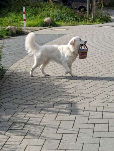 Wo sind die Golden Retriever Liebhaber?-Beitrag-Bild