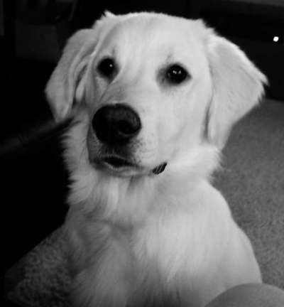 Wo sind die Golden Retriever Liebhaber?-Beitrag-Bild