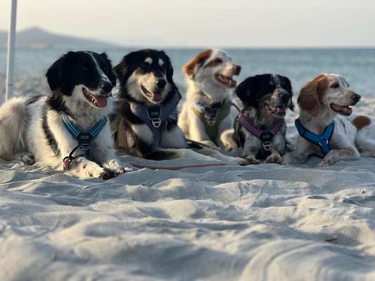 TierschutzhundeStammtisch🐕-Beitrag-Bild