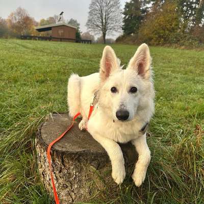 Hundetreffen-Gassi gehen/Zusammen spielen-Bild