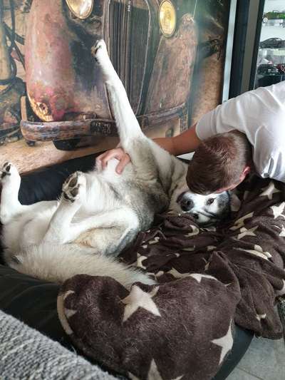 Hunde Memes-Beitrag-Bild