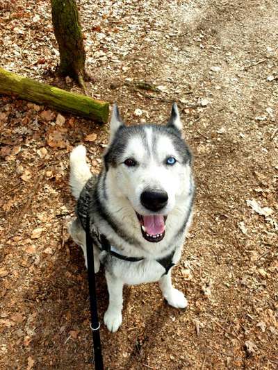 Nordische Hunde-Beitrag-Bild