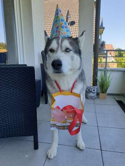 Dogorama Photo Challenge - Fail/Outtakes-Beitrag-Bild