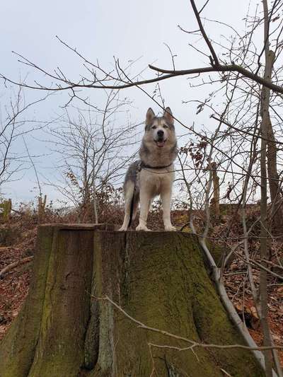 Nordische Hunde-Beitrag-Bild