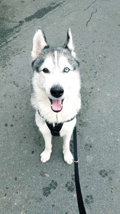 Die Augen Deines Hundes-Beitrag-Bild