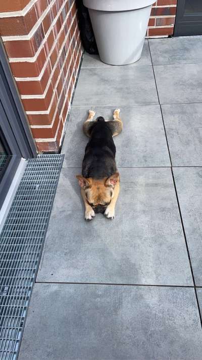 Französische Bulldoggen-Beitrag-Bild