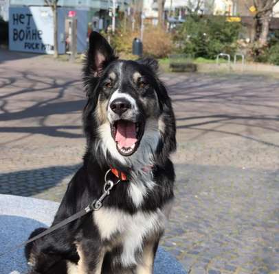 Hundetreffen-Suche border Collies aus Jena-Bild