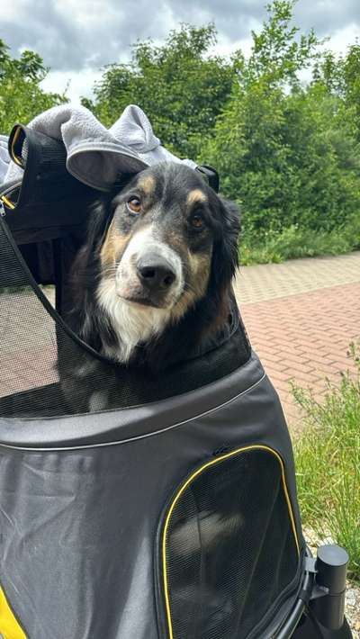 Hundetreffen-Gassi Runden, Spieltreffen-Bild