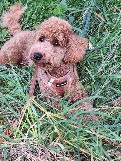 Hundetreffen-Gemeinsame Spaziergänge,spielen im Garten-Bild