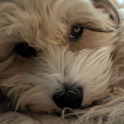 Hundetreffen-Gassi-Wanderrunden und/oder Spiel-Bild