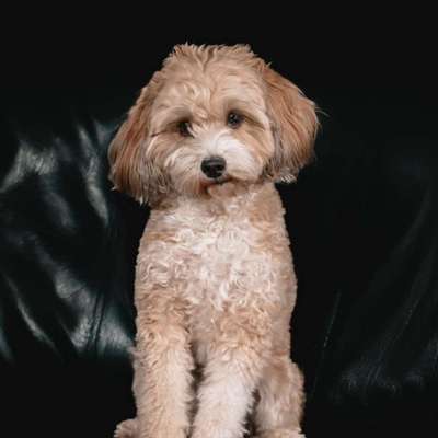 Hundetreffen-Gassi, toben, spielen am Stausee Biersdorf-Profilbild