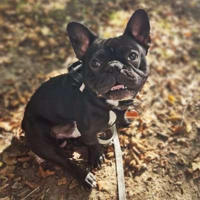 Hundetreffen-Spielfreunde für Mailo (Französische Bulldogge)-Bild