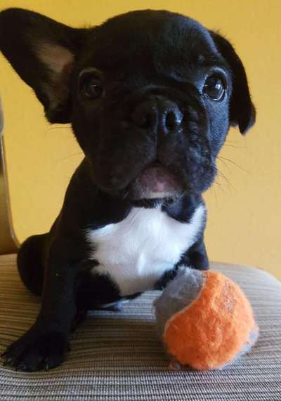 Welpen Bilder !-Beitrag-Bild