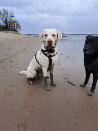 Wo sind meine Labrador Freunde-Beitrag-Bild