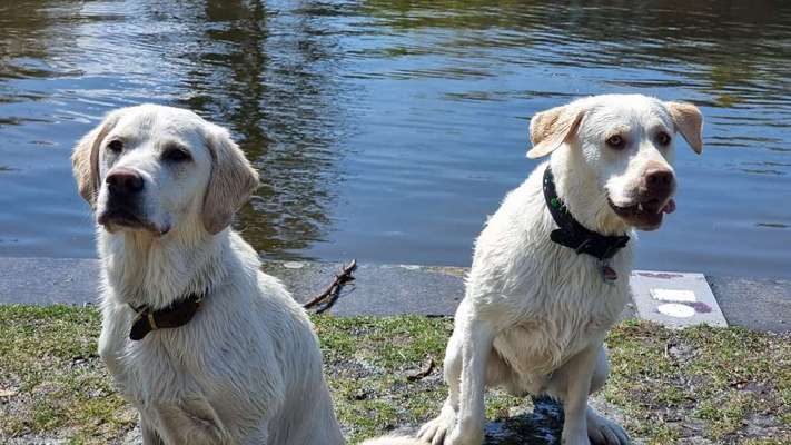 Dogorama Photo Challenge - Spielgesicht-Beitrag-Bild