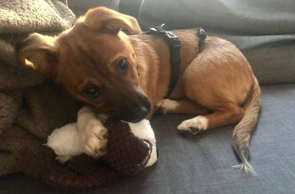 Tierschutzhunde suchen ein Zuhause-Beitrag-Bild