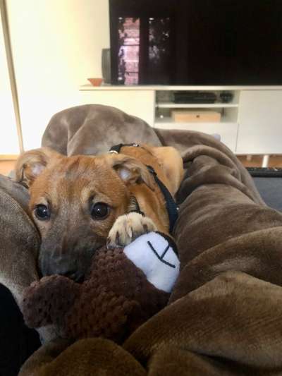 Tierschutzhunde suchen ein Zuhause-Beitrag-Bild