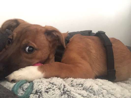 Tierschutzhunde suchen ein Zuhause-Beitrag-Bild