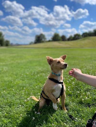 Tierschutzhunde suchen ein Zuhause-Beitrag-Bild