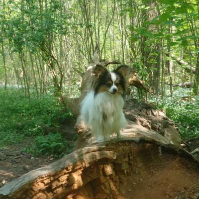 Hundetreffen-Gemeinsame Gassi-/Spielrunde-Bild