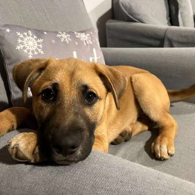 Welpen Bilder !-Beitrag-Bild