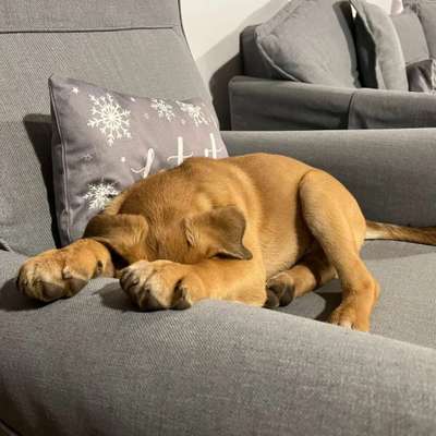 Welpen Bilder !-Beitrag-Bild