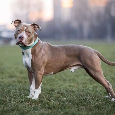 Hundetreffen-Gassi und Alltagstraining-Bild