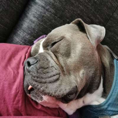 Olde English Bulldogge-Beitrag-Bild