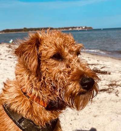 Wie kamst du zu deinem Hund?-Beitrag-Bild