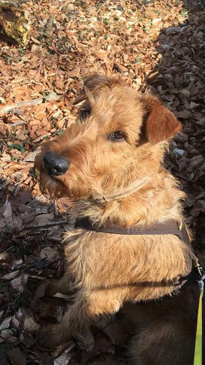 Dogorama Photo Challenge - Hundeblick zum hinschmelzen-Beitrag-Bild