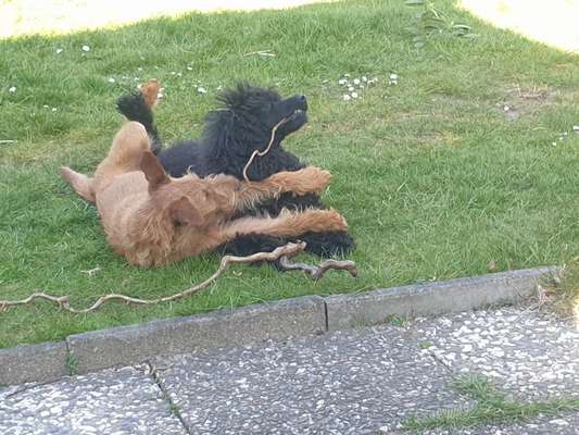 Dogorama Photo Challenge - Die besten Hundebuddys-Beitrag-Bild