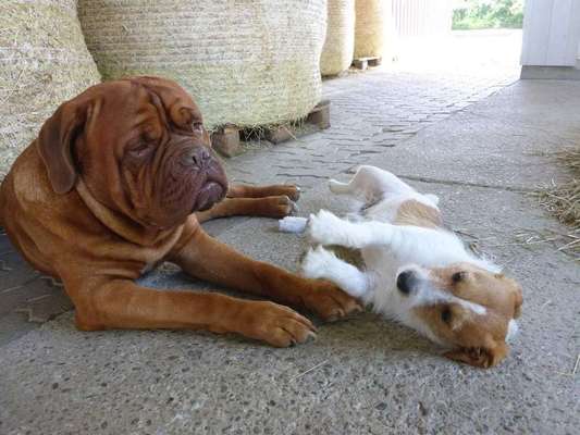 Dein Hund im Dogorama-Kalender 2021-Beitrag-Bild