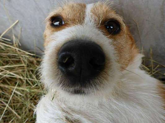 Dein Hund im Dogorama-Kalender 2021-Beitrag-Bild