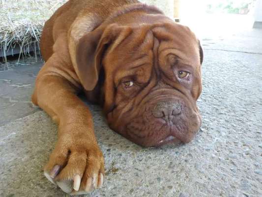 Dein Hund im Dogorama-Kalender 2021-Beitrag-Bild