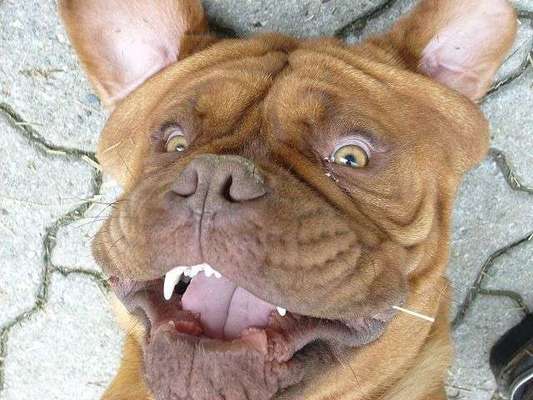 Dein Hund im Dogorama-Kalender 2021-Beitrag-Bild