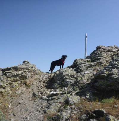 Dein Hund im Dogorama-Kalender 2021-Beitrag-Bild