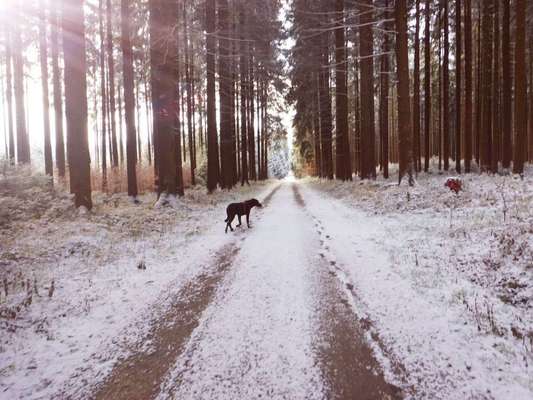 Dein Hund im Dogorama-Kalender 2021-Beitrag-Bild