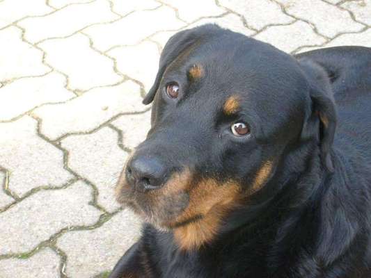 Dein Hund im Dogorama-Kalender 2021-Beitrag-Bild