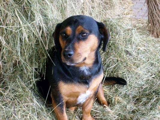 Dein Hund im Dogorama-Kalender 2021-Beitrag-Bild