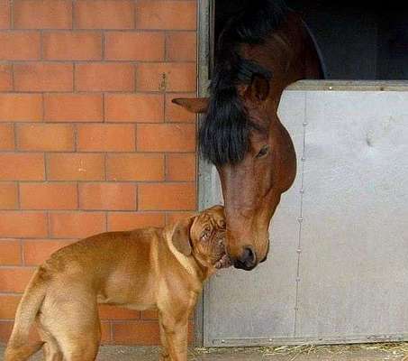 Dein Hund im Dogorama-Kalender 2021-Beitrag-Bild