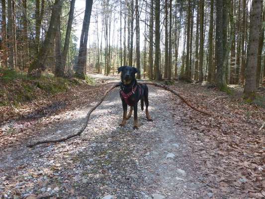 Dein Hund im Dogorama-Kalender 2021-Beitrag-Bild