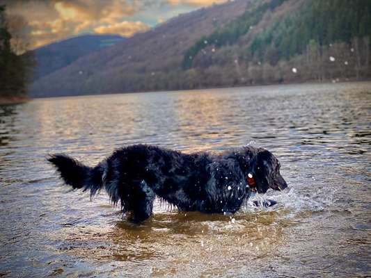 Dogorama-Monats-Challenge-Mai "Wasser"-Beitrag-Bild