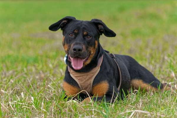 Wie kamst du zu deinem Hund?-Beitrag-Bild