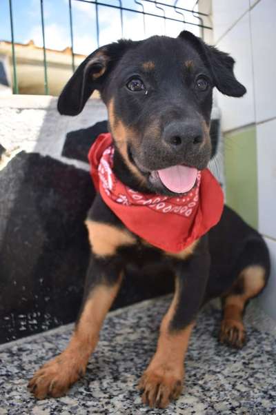 Wie kamst du zu deinem Hund?-Beitrag-Bild